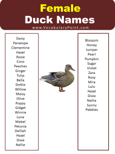 List Of Best Funny Duck Names - Vocabulary Point