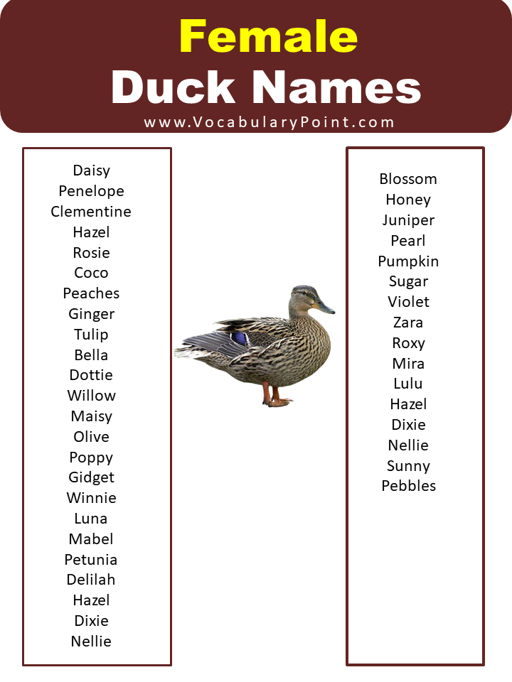 List Of Best Funny Duck Names Vocabulary Point