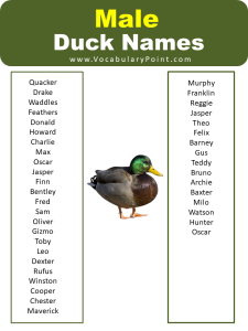 List Of Best Funny Duck Names - Vocabulary Point