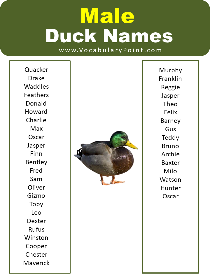 Male Duck Names 1