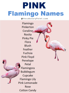Best Names For Flamingo ( Cute, Funny, Baby ) - Vocabulary Point