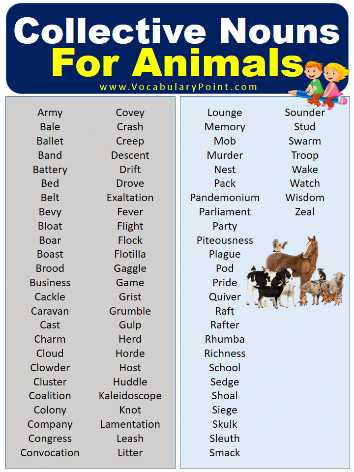 Collective Nouns For Animals With Meaning and Examples