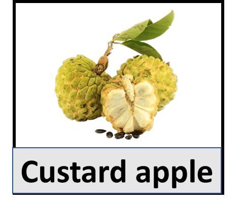 Custard apple