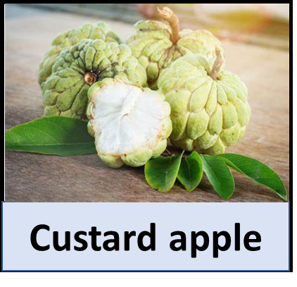 Custard apple