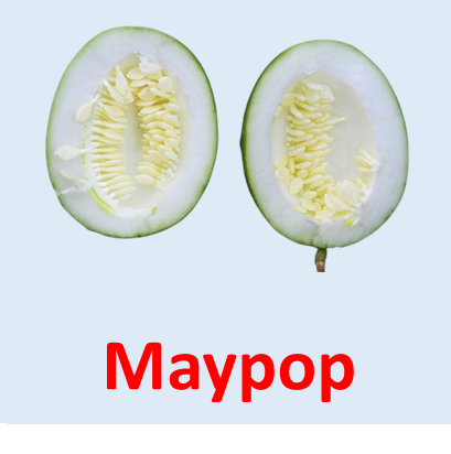 Maypop