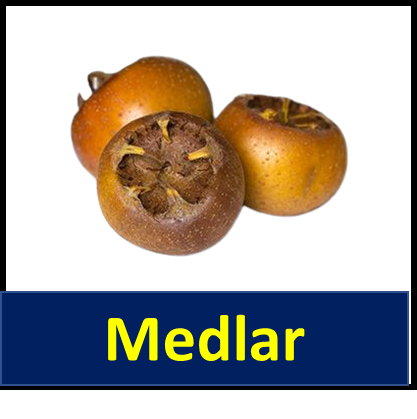 Medlar