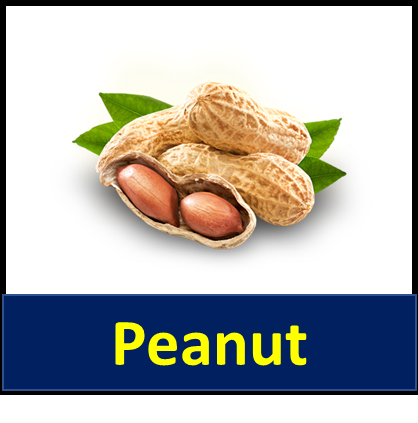 Peanut