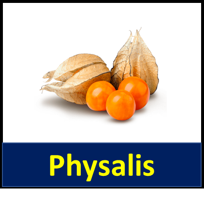 Physalis