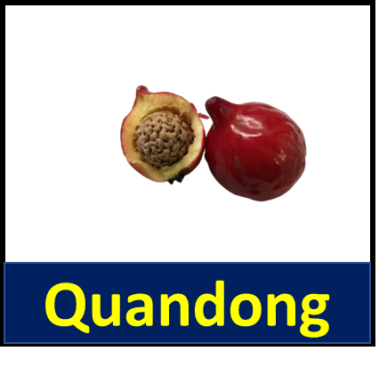 Quandong