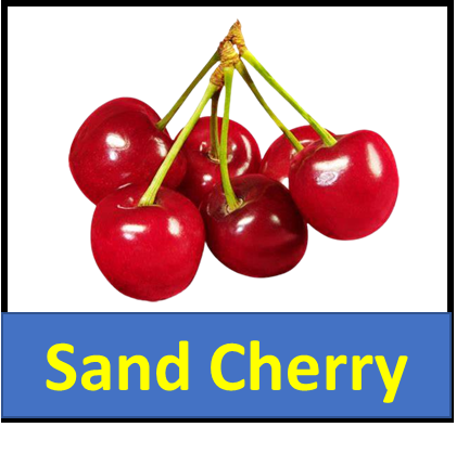 Sand Cherry
