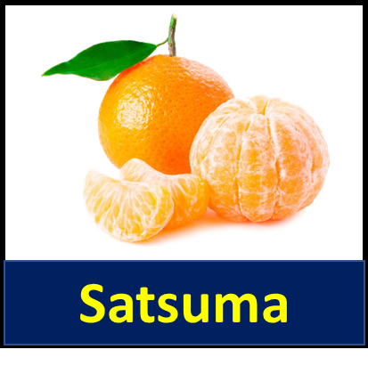 Satsuma