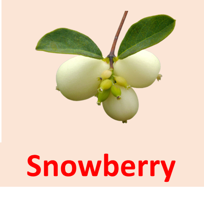 Snowberry