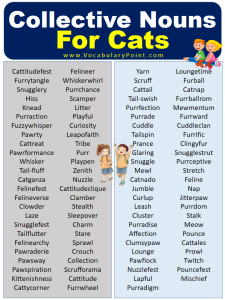 Collective Nouns For Cats (with Meaning And Examples) - Vocabulary Point