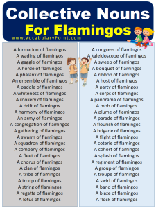 Collective Nouns For Flamingos (With Meaning and Examples) - Vocabulary ...