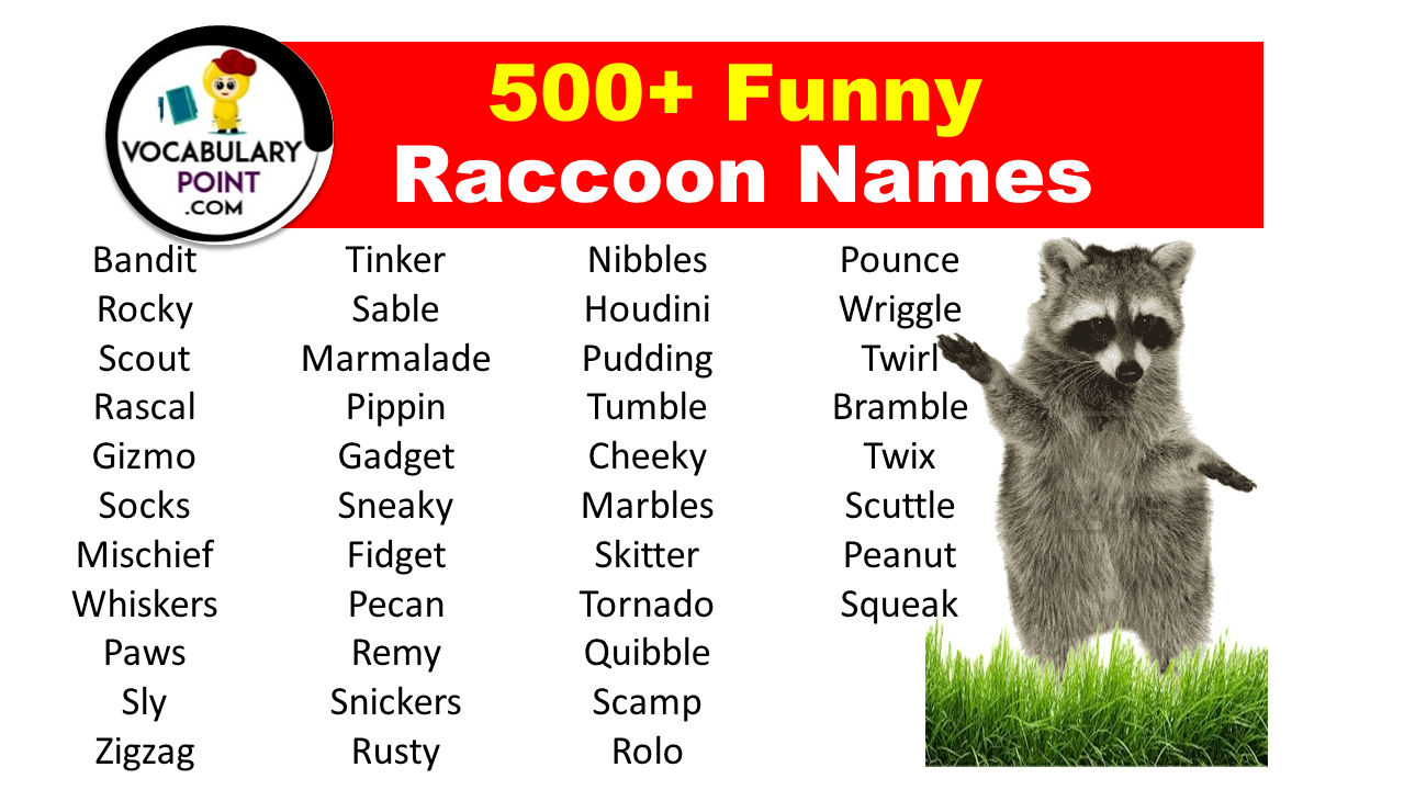 500+ Funny Raccoon Names (Cute, Pet, Male & Female)