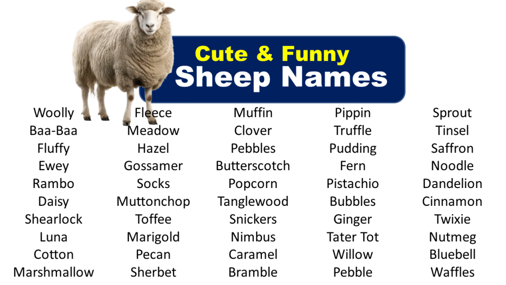 600 + Sheep Names (Best,Funny,Cool,Male & Female) - Vocabulary Point