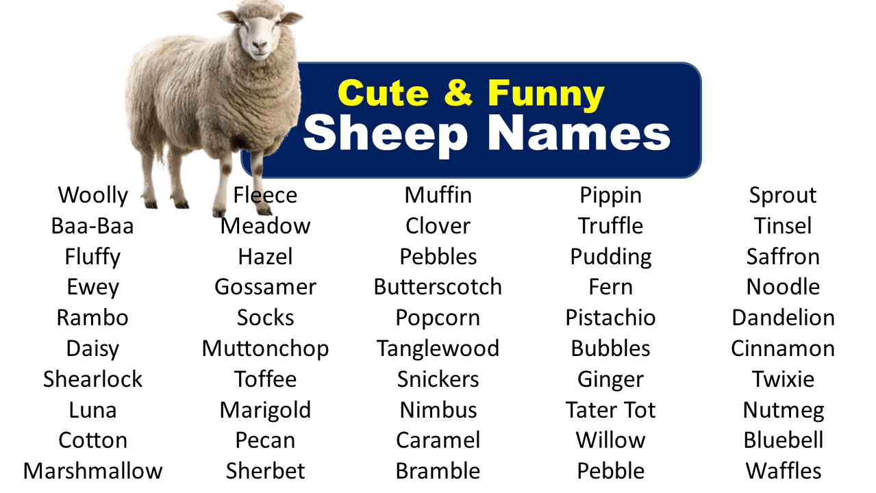 600 + Sheep Names (Best,Funny,Cool,Male & Female)