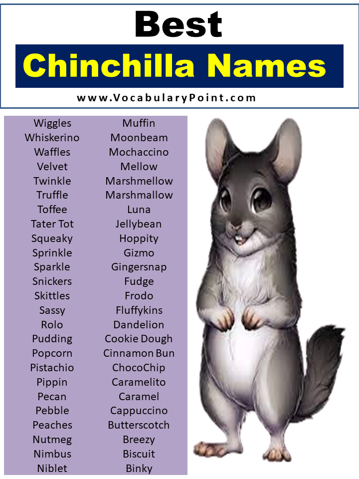 Best Chinchilla Names