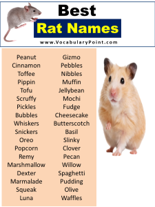 Cute Pet Rat Names: Famous, Disney Rats - Vocabulary Point