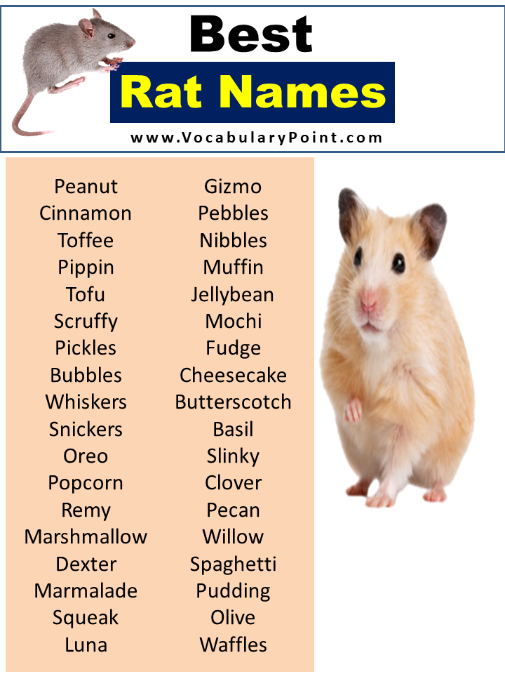 Best Rat Names