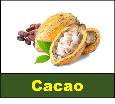 Cacao