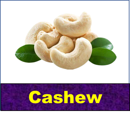 Cashew