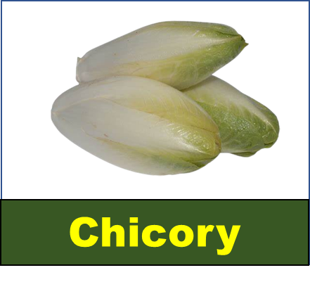 Chicory