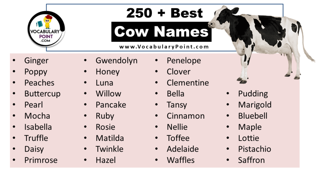 250 + Best Cow Names (Cute, Funny& Unique) - Vocabulary Point