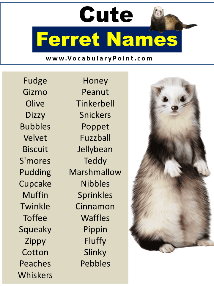 Cute Ferret Names