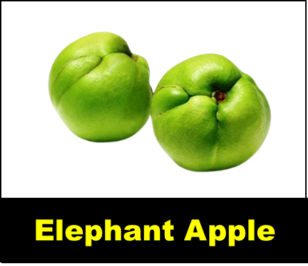 Elephant Apple