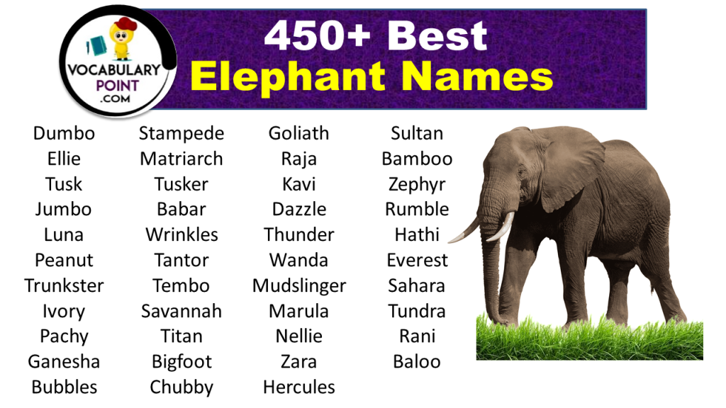450+ Best Elephant Names ( Cute,Funny,Male & Female) Vocabulary Point
