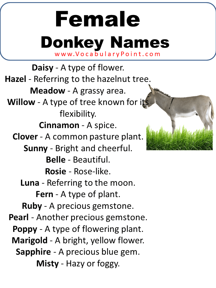 Female Donkey Names