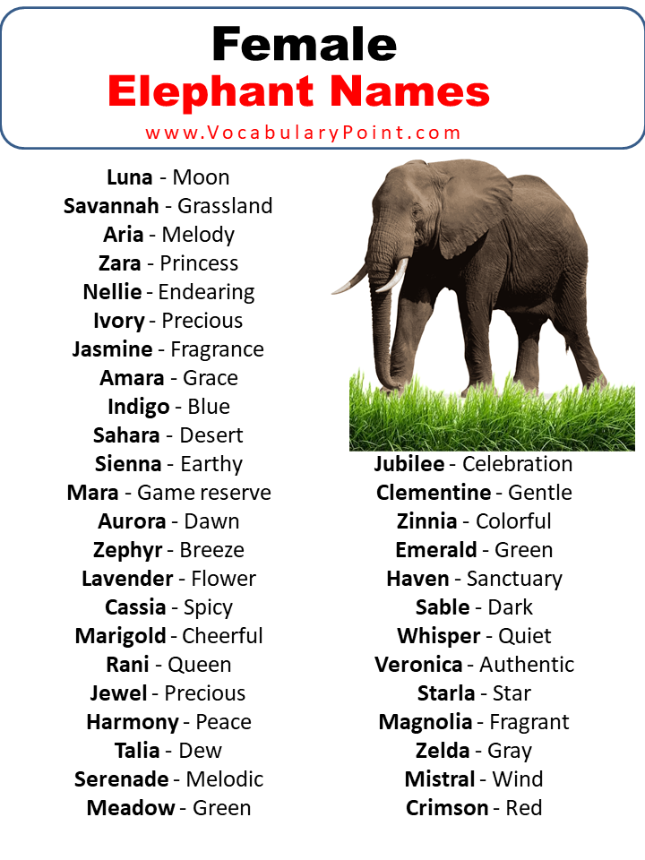 Female Elephant Names