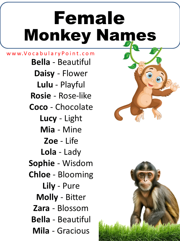 600 + Funny Monkey Names (Famous, Pet, Male & Female) - Vocabulary Point