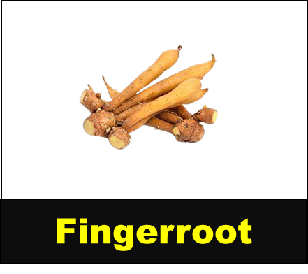 Fingerroot