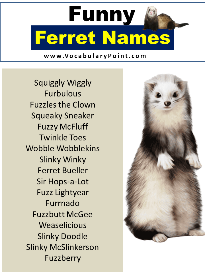 Funny Ferret Names