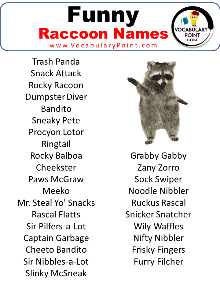 500+ Best Raccoon Names (Cute, Pet, Male & Female) - Vocabulary Point
