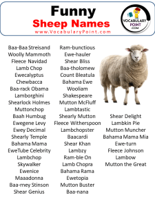 600 + Sheep Names (Best,Funny,Cool,Male & Female) - Vocabulary Point