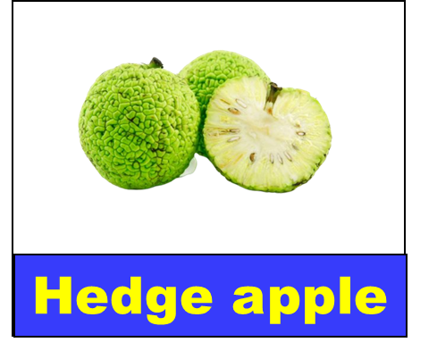 Hedge apple