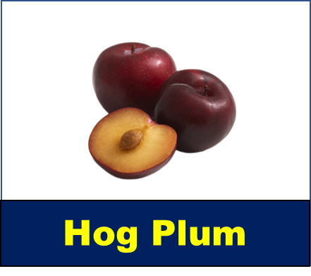 Hog Plum