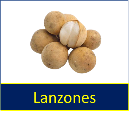 Lanzones