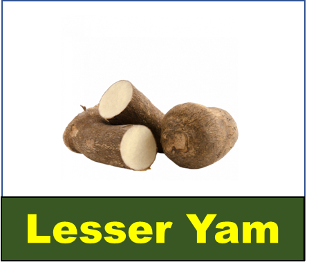 Lesser Yam