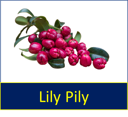Lily Pily