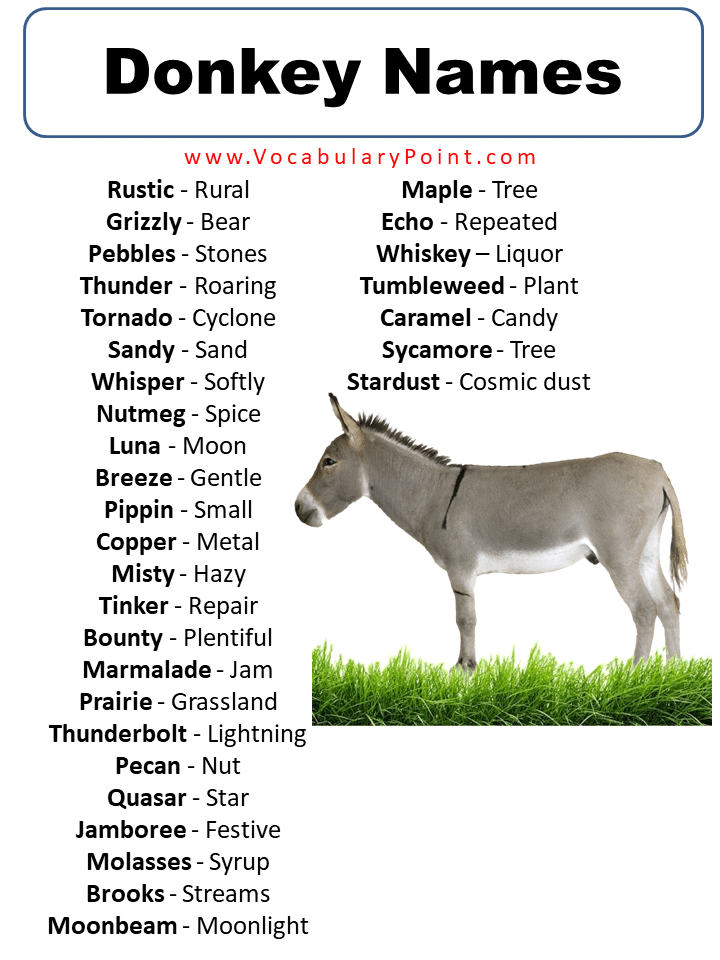 List of Creative Donkey Names