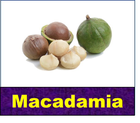 Macadamia