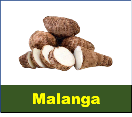 Malanga