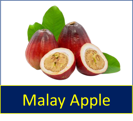 Malay Apple