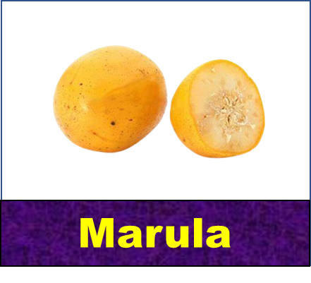 Marula