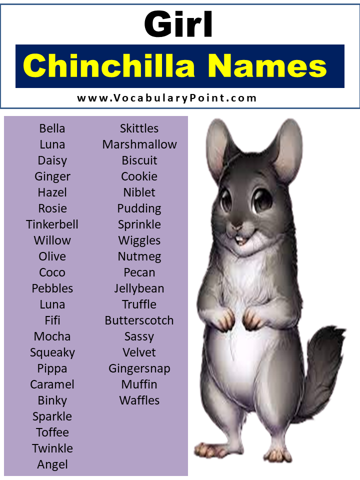 Names For Girl Chinchillas