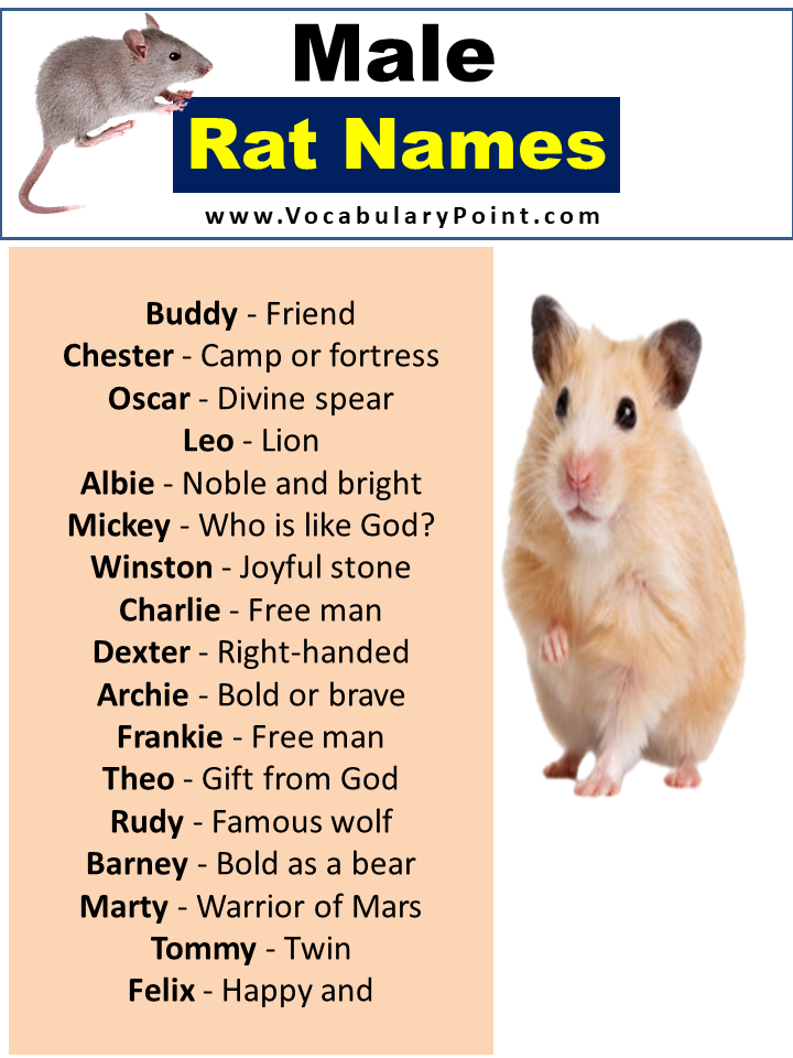 Names For Male Rats